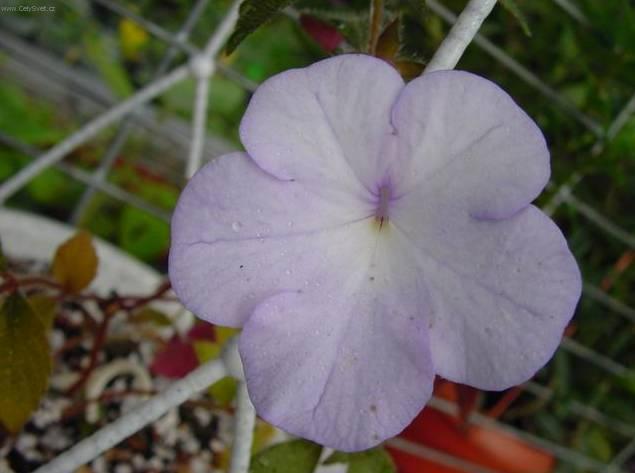 Fotky: Achimenes, Honz�k, K�iv�tka (foto, obrazky)