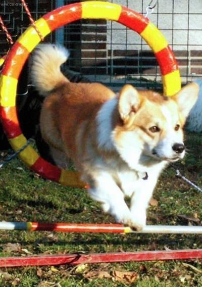 Foto: Agility-Darney - Welsh Corgi Pembroke. Kruh