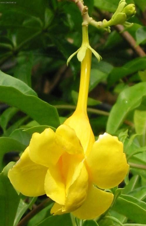 Foto: Alamanda po�istiv�