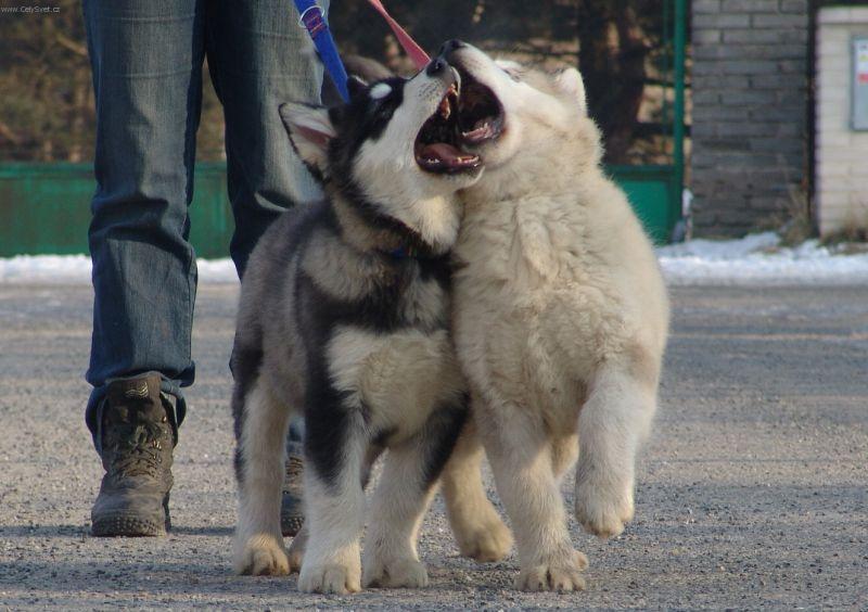 Fotky: Alja�sk� malamut (foto, obrazky)