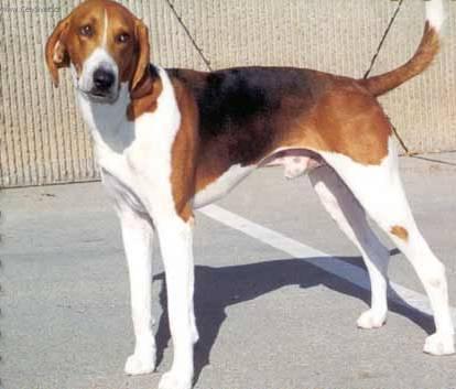 Fotky: Americk� foxhound (foto, obrazky)