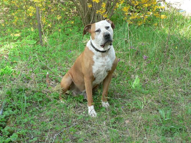 Fotky: Americk� pitbull teri�r (foto, obrazky)
