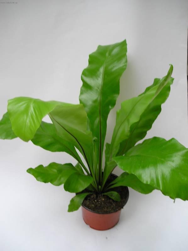 Foto: Asplenium vlasov�-Z vlastn� sb�rky