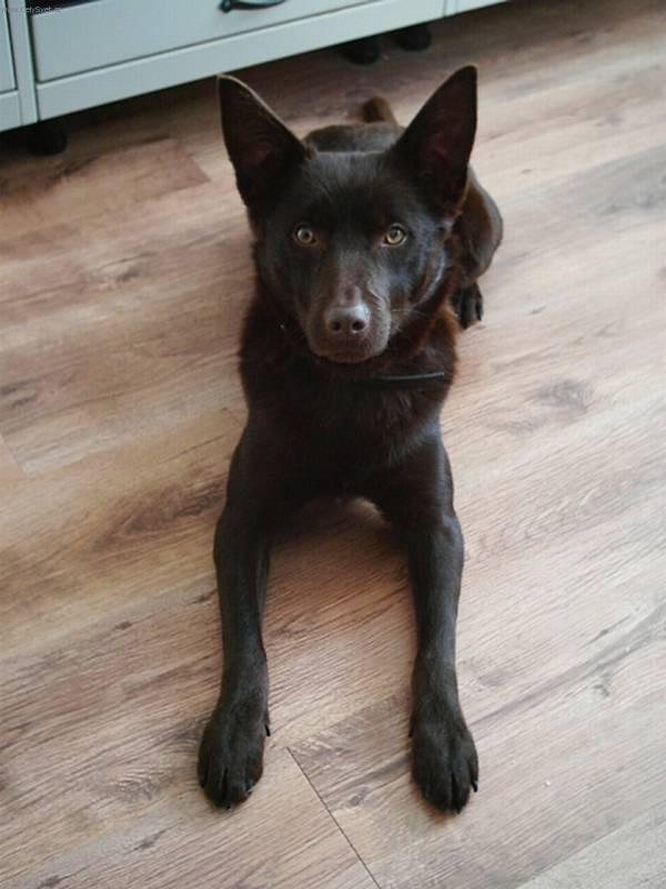 Foto: Australsk� kelpie-Majitelka: Kunstov� Kate�ina