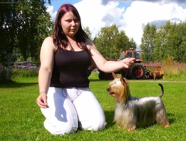 Foto: Australsk� silky teri�r-(Irma Leino) Bombix Moren Ex Bona Fide