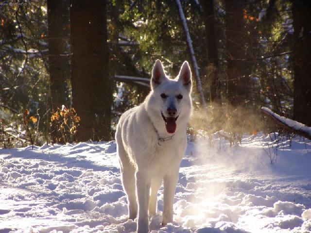 Foto: B�l� �v�carsk� ov��k-Ittie Majitel: J.Hanyk
