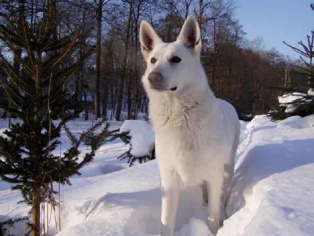 Foto: B�l� �v�carsk� ov��k-Ittie Majitel: J.Hanyk