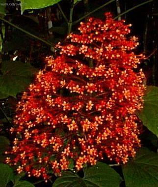 Foto: Blahoke�, klerodendrum