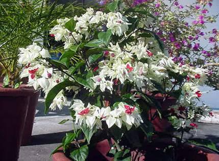 Fotky: Blahoke�, klerodendrum (foto, obrazky)