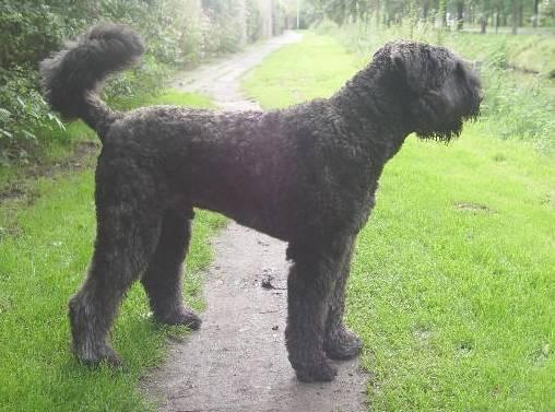Foto: Bouvier