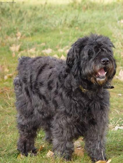 Foto: Bouvier