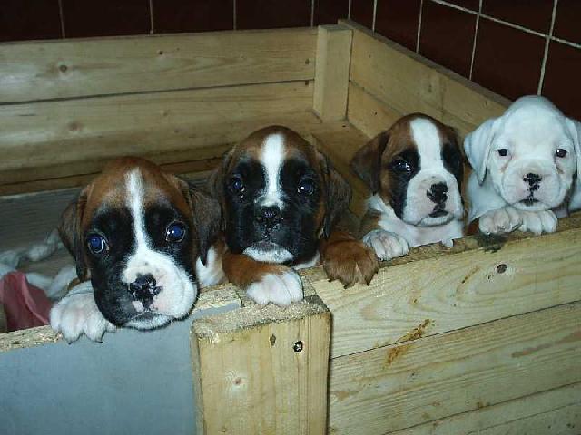 Fotky: N�meck� boxer (foto, obrazky)