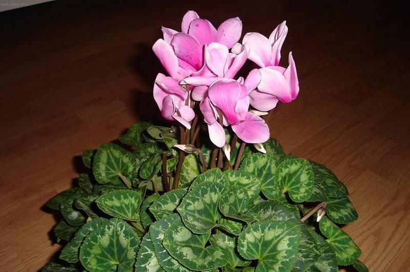 Foto: Cikl�men, Brambo��k-Pestitelka: Mirka