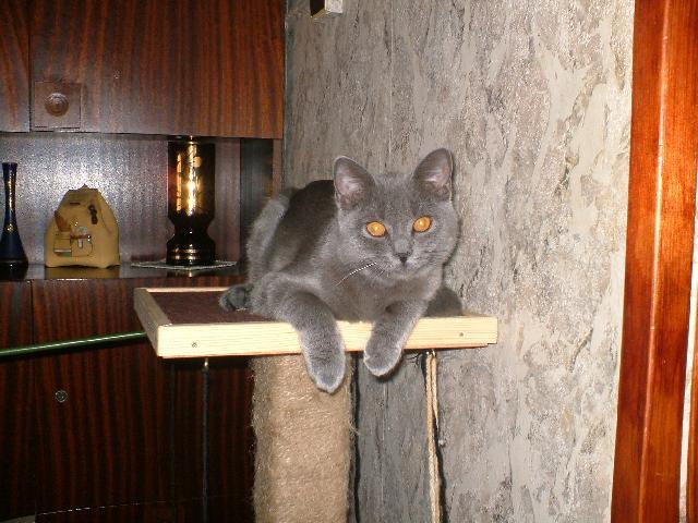 Fotky: Britsk� kr�tkosrst� ko�ka (colourpoint) (foto, obrazky)