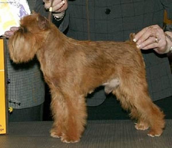 Foto: Bruselsk� grifonek-Covatel: Roxmavel