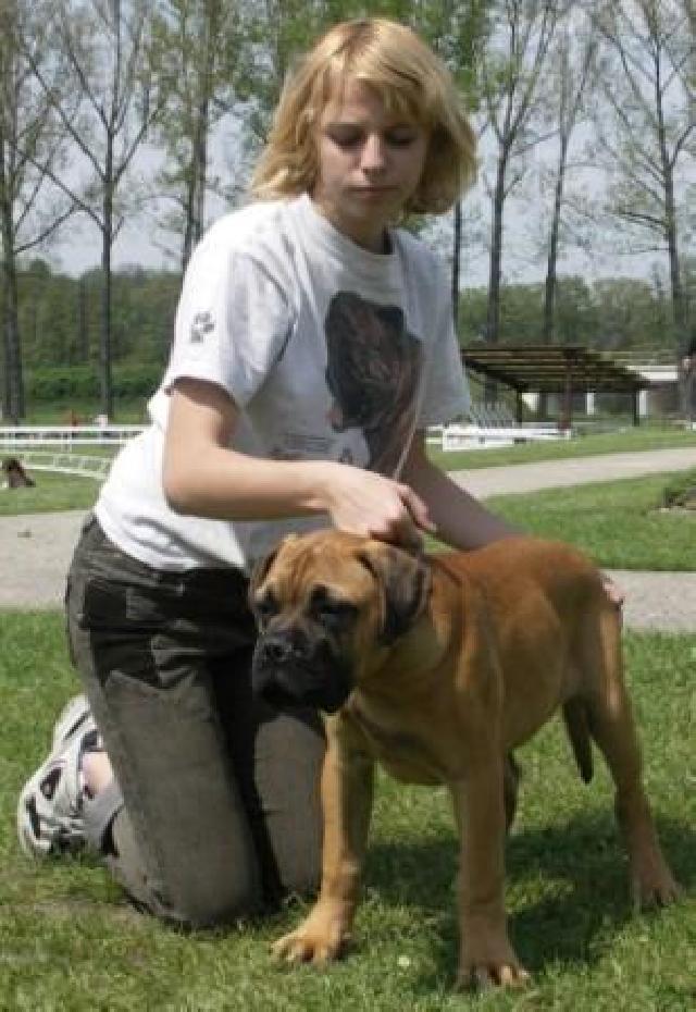Foto: Bullmastif-CH. ST. ROTT-BULL (HL�NOVI, hlinovi@c-mail.cz)