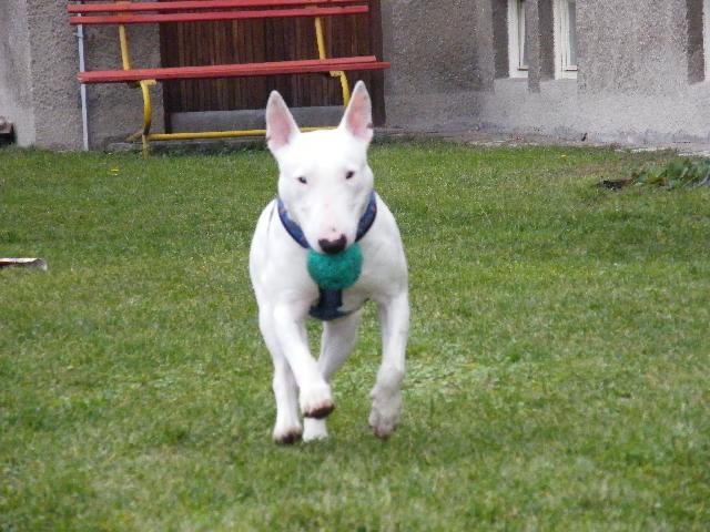 Fotky: Bulteri�r (Bullteri�r) (foto, obrazky)