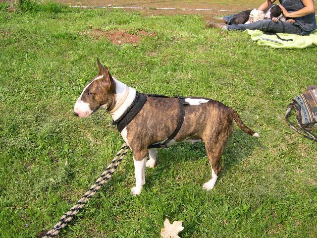 Fotky: Bulteri�r (Bullteri�r) (foto, obrazky)