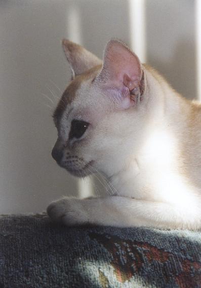 Foto: Burmilla