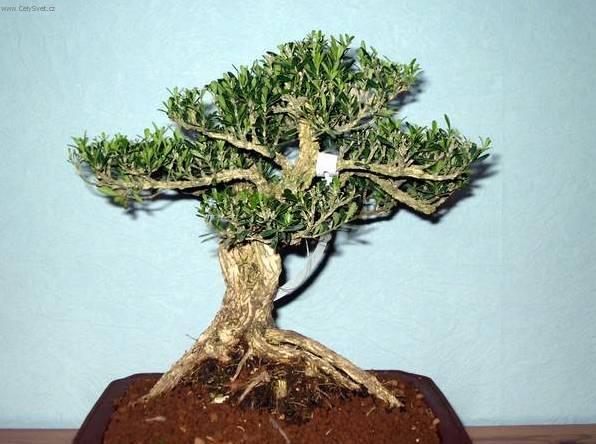 Fotky: Buxus harlandii, buxus microphylla sinica, Zimostr�z (foto, obrazky)