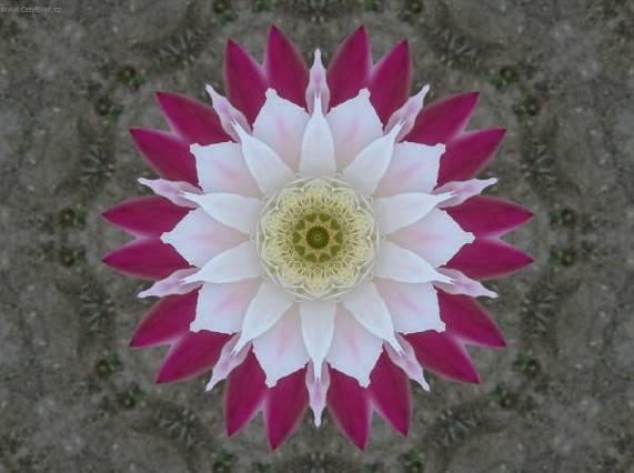 Foto: Cereus