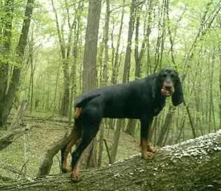 Fotky: �erno-t��slov� coonhound (foto, obrazky)