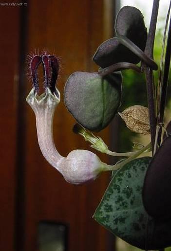 Foto: Cerop�gie