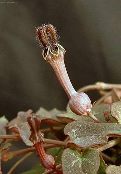 Fotky: Cerop�gie (foto, obrazky)