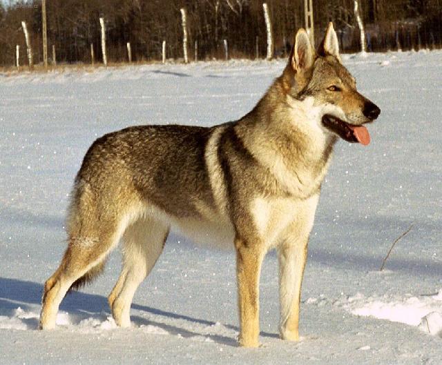Fotky: �eskoslovensk� vl��k (foto, obrazky)