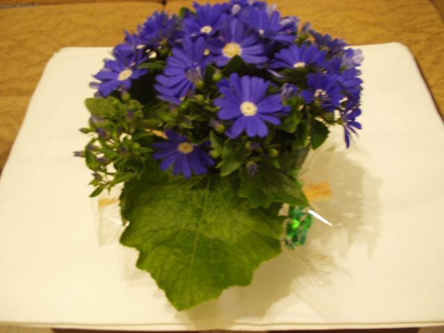 Foto: Cineraria-Cineraria