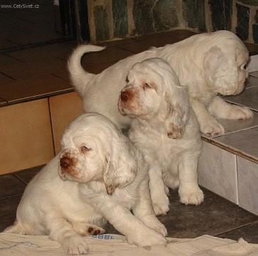 Foto: Clumber �pan�l-Chovatelka: Dr.N�v�lkov�. www.clumber.cz
