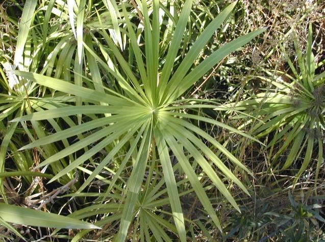 Fotky: Cyperus, ��chor (foto, obrazky)