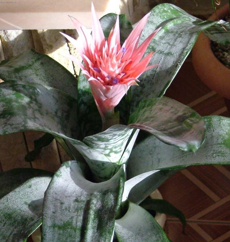Foto: �chmea-Okrasa interi�ru. Pestitel: Jigrcic