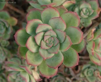 Foto: Eonium drobnolist�