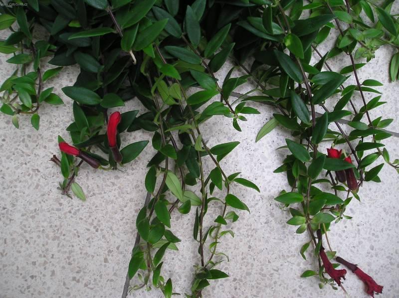 Foto: Eschynantus-Z vlastn� sb�rky