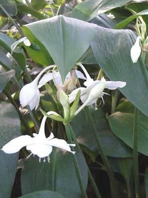 Foto: Eucharis, l�benka