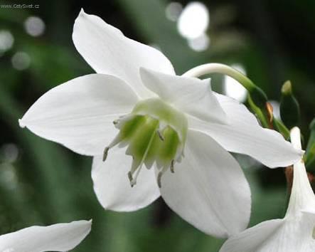 Foto: Eucharis, l�benka