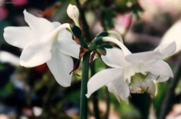 Foto: Eucharis, l�benka