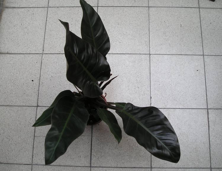 Foto: Filodendron-Z vlastn� sb�rky