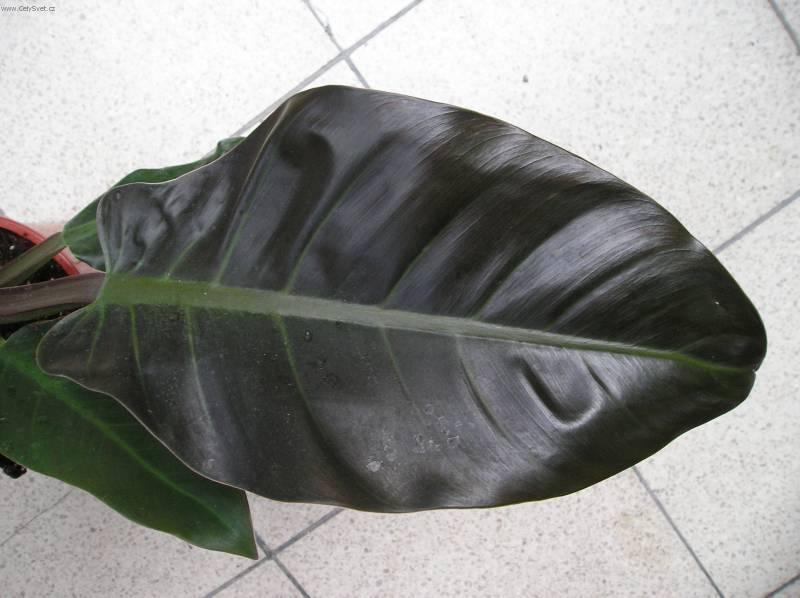 Foto: Filodendron-Z vlastn� sb�rky