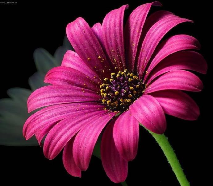 Foto: Gerbera
