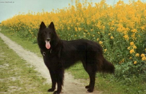Fotky: Belgick� ov��k - Groenendael (foto, obrazky)