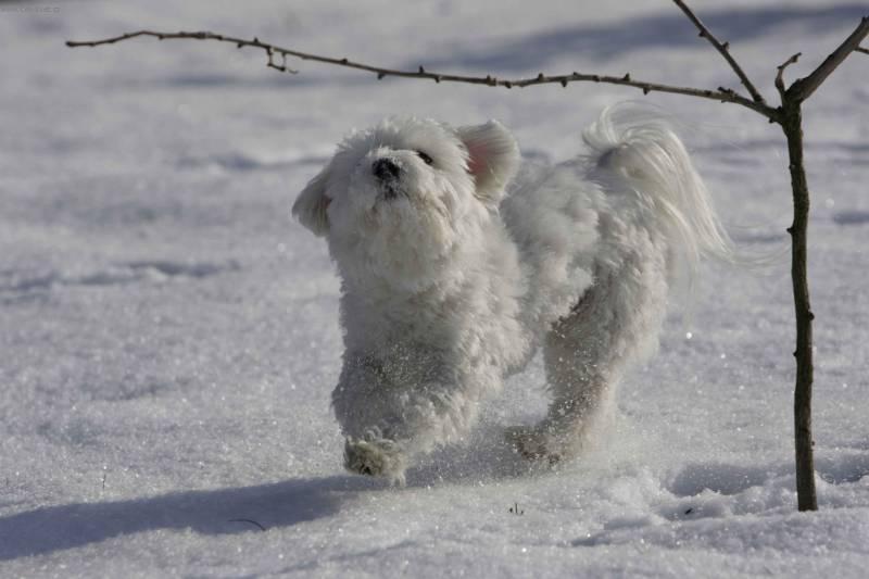 Fotky: Havansk� ps�k, Havansk� bi�onek (foto, obrazky)