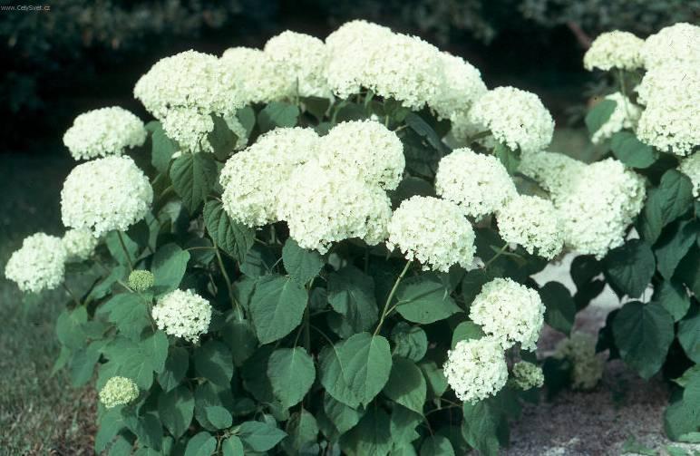 Foto: Hortenzie velkolist�