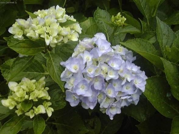 Foto: Hortenzie velkolist�
