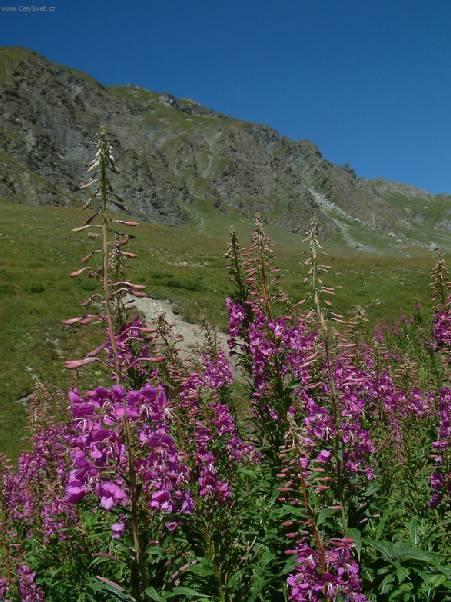 Foto: Hvozd�k alp�nsk�