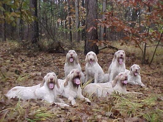 Foto: Italsk� spinone-CHS: Mantenere una Promessa. Majitel: info@spinone.nl