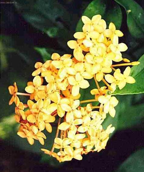 Fotky: Ixora �arlatov� (foto, obrazky)