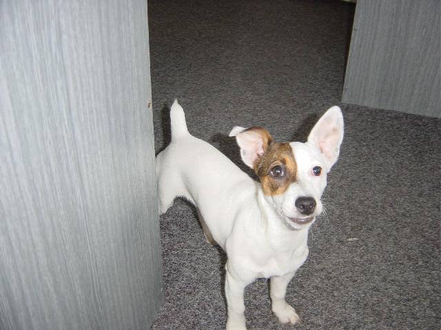 Fotky: Jack Russel�v Teri�r (foto, obrazky)