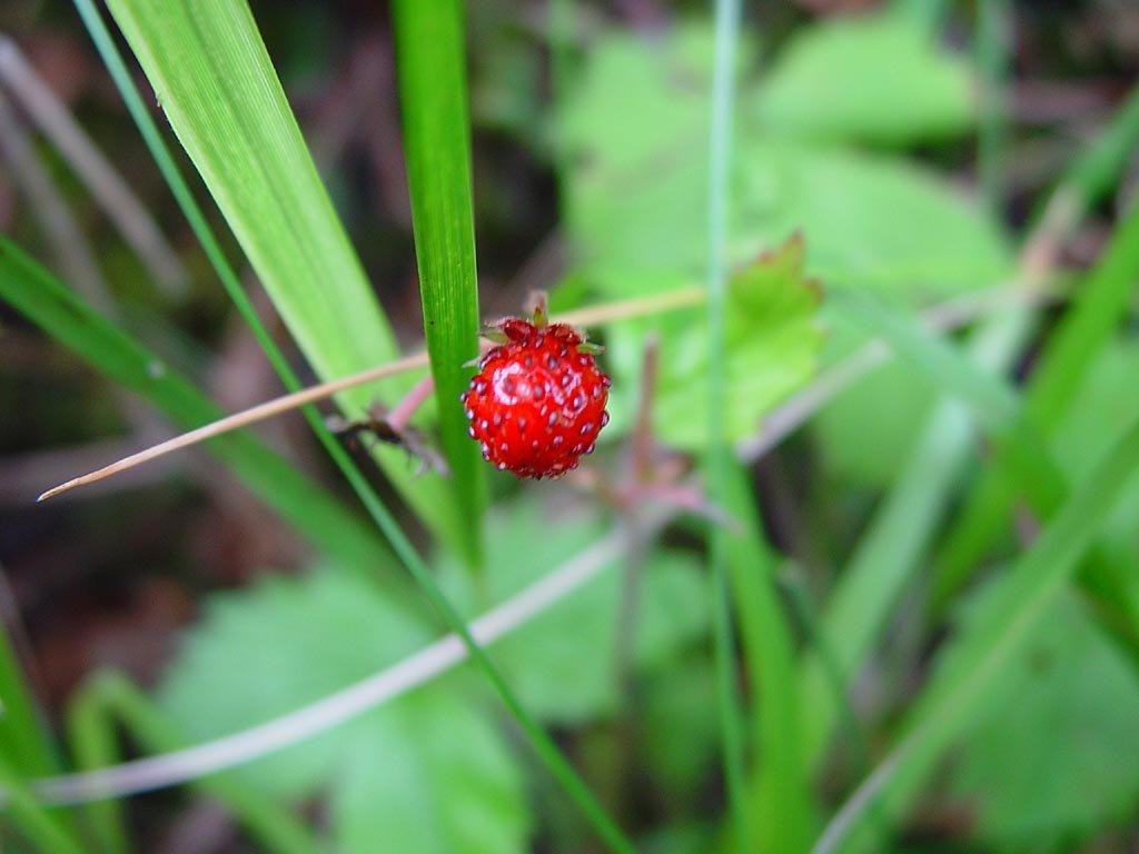 Foto: Jahodn�k obecn�